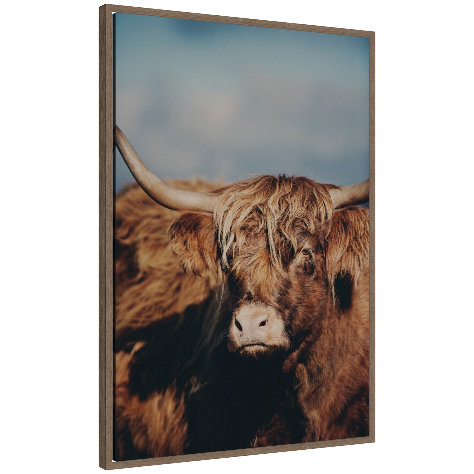 Highland Cow No. 5 by Laura Evans Framed Canvas Wall Art Print