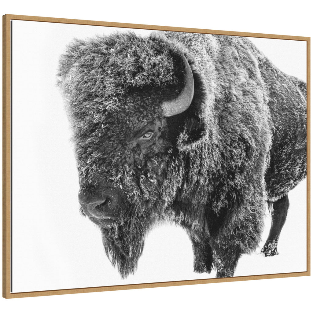Bison in Snow Black and White by Amy Peterson Framed Canvas Wall Art Print