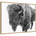 Bison in Snow Black and White by Amy Peterson Framed Canvas Wall Art Print