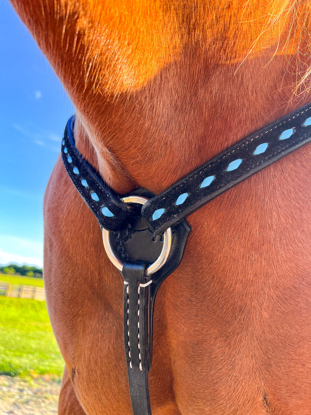 Hustle and Home BuckStitch Betty Tack Set Turquoise/Black