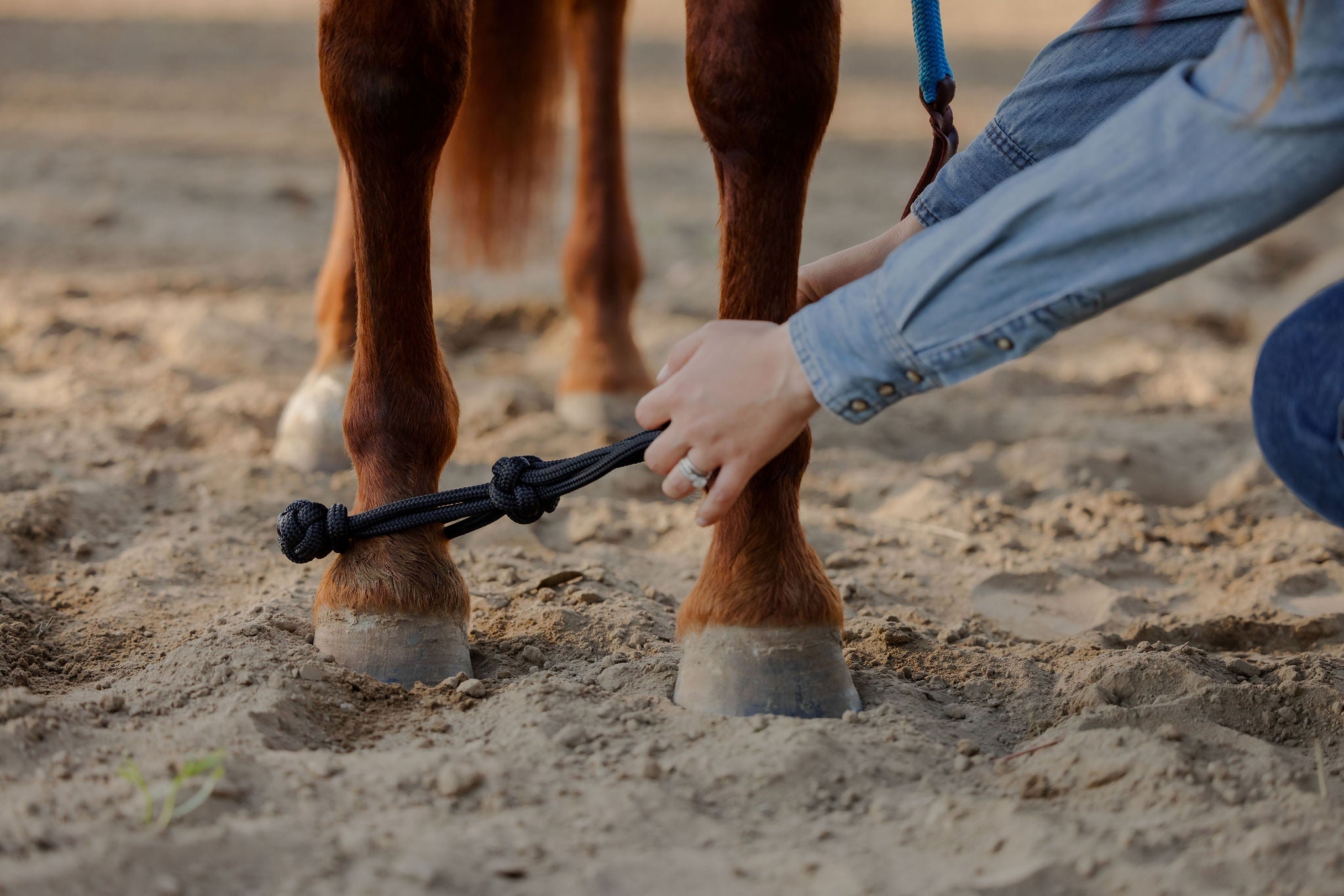 Andrea Equine Clinician Front Hobbles