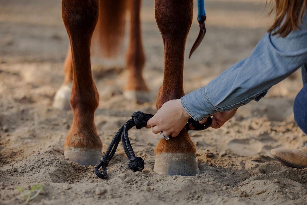 Andrea Equine Clinician Front Hobbles
