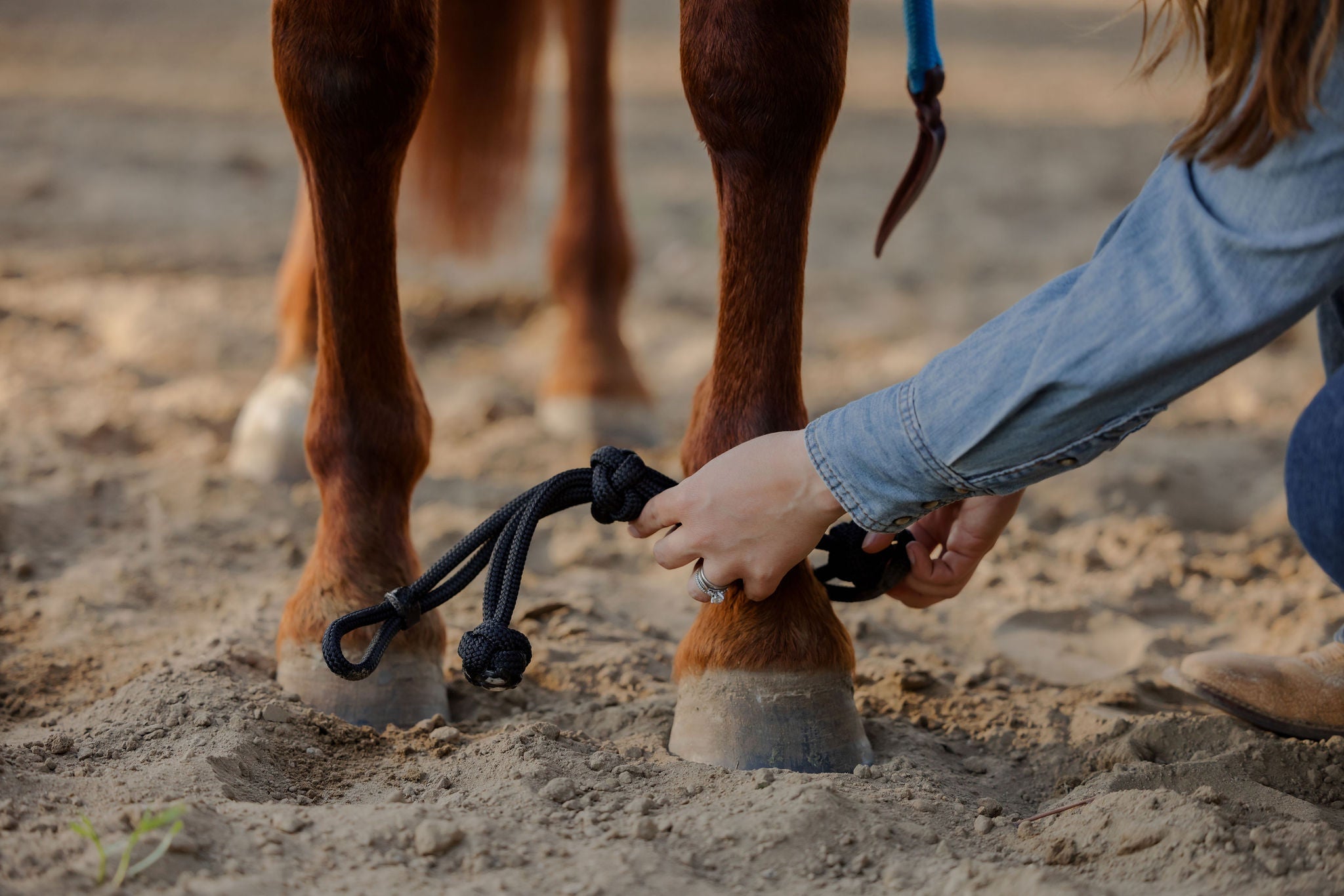 Andrea Equine Clinician Front Hobbles
