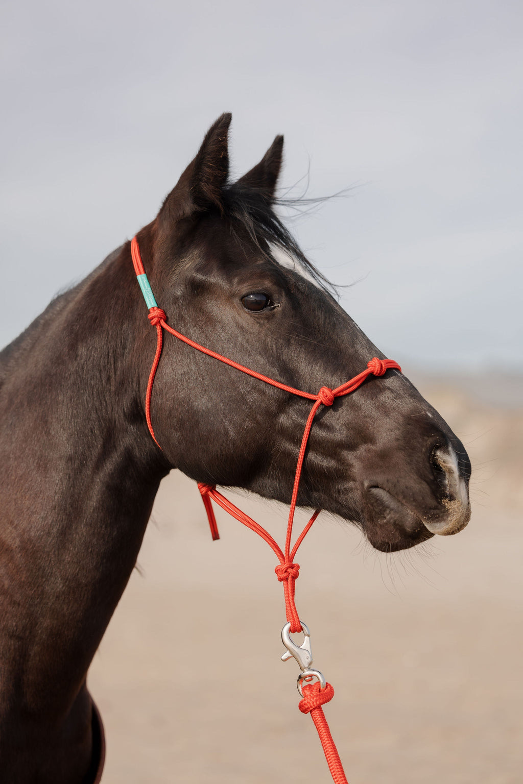 Andrea Equine Clinician 4 Knot Halter and 14ft Lead Set - 10 Colors!