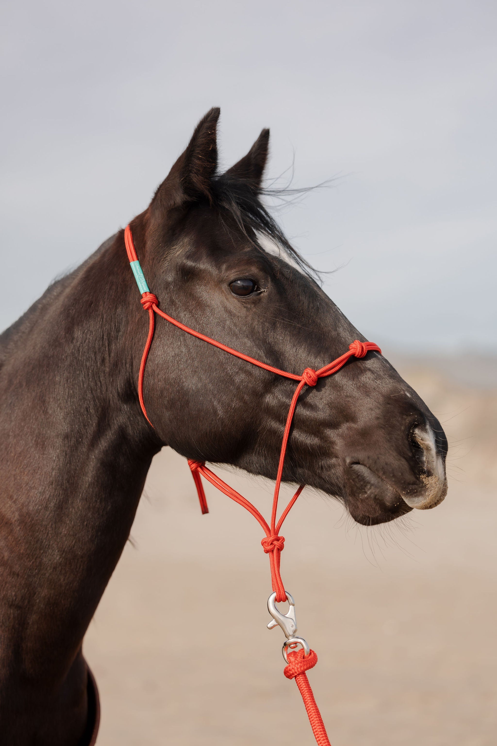 Andrea Equine Clinician 4 Knot Halter and 14ft Lead Set - 10 Colors!