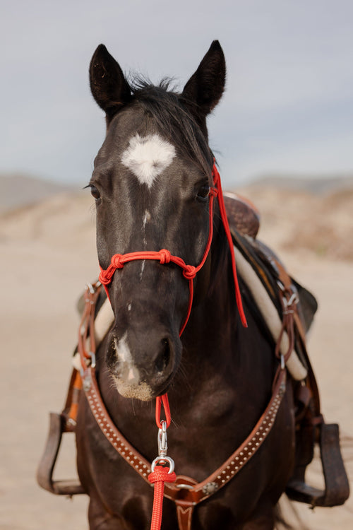 Andrea Equine Clinician 4 Knot Halter and 14ft Lead Set - 10 Colors!