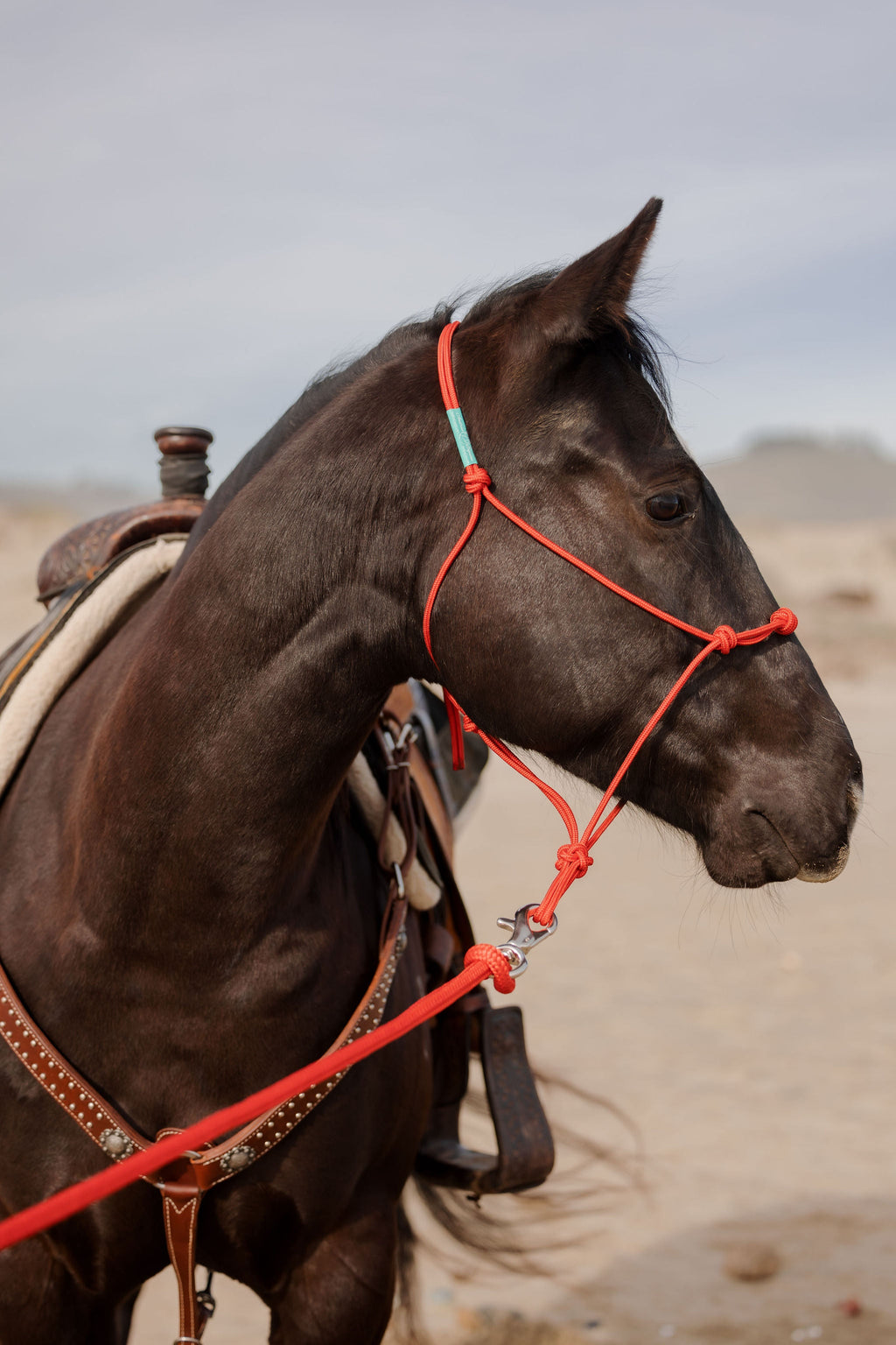 Andrea Equine Clinician 4 Knot Halter and 14ft Lead Set - 10 Colors!