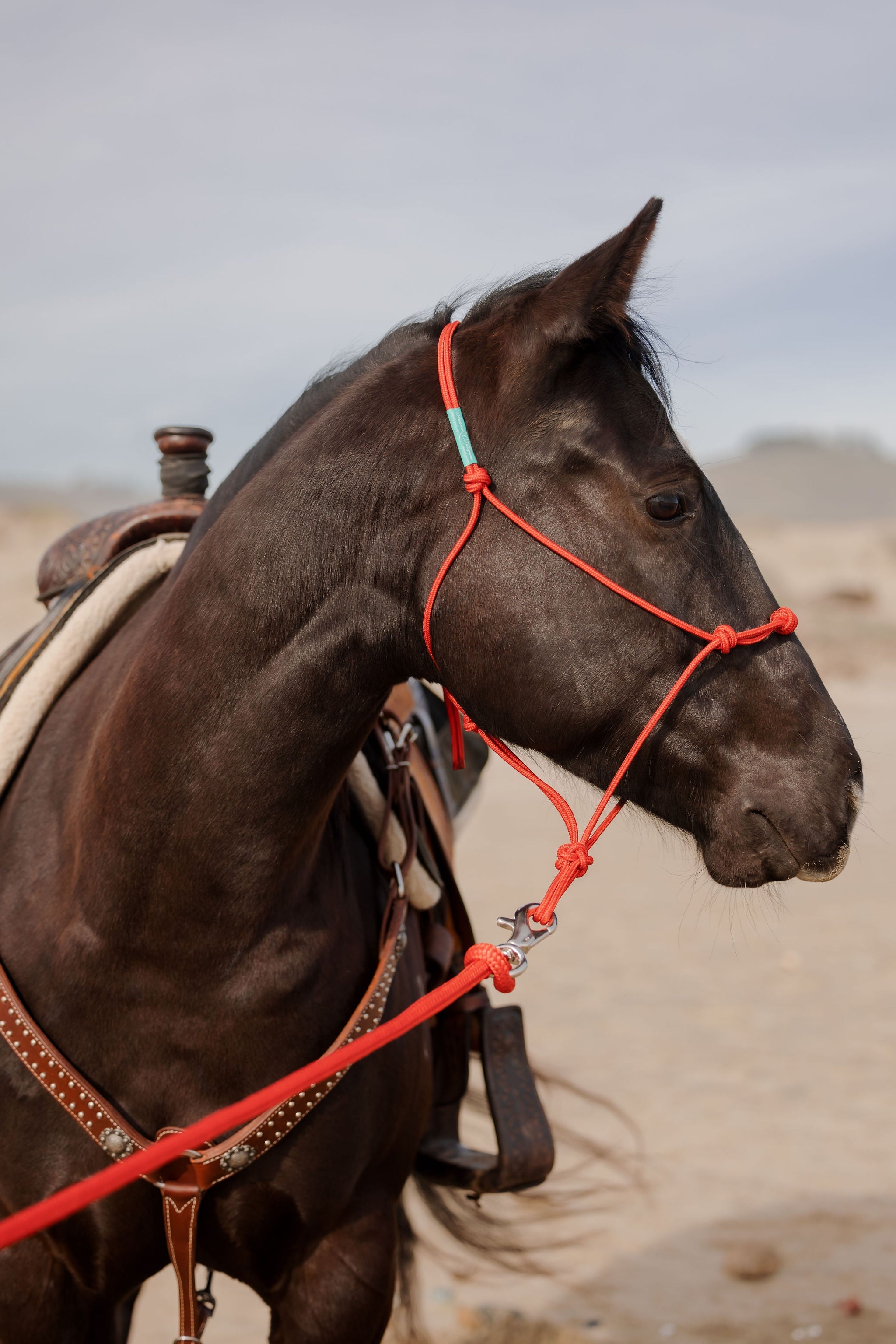 Andrea Equine Clinician 4 Knot Halter and 14ft Lead Set - 10 Colors!
