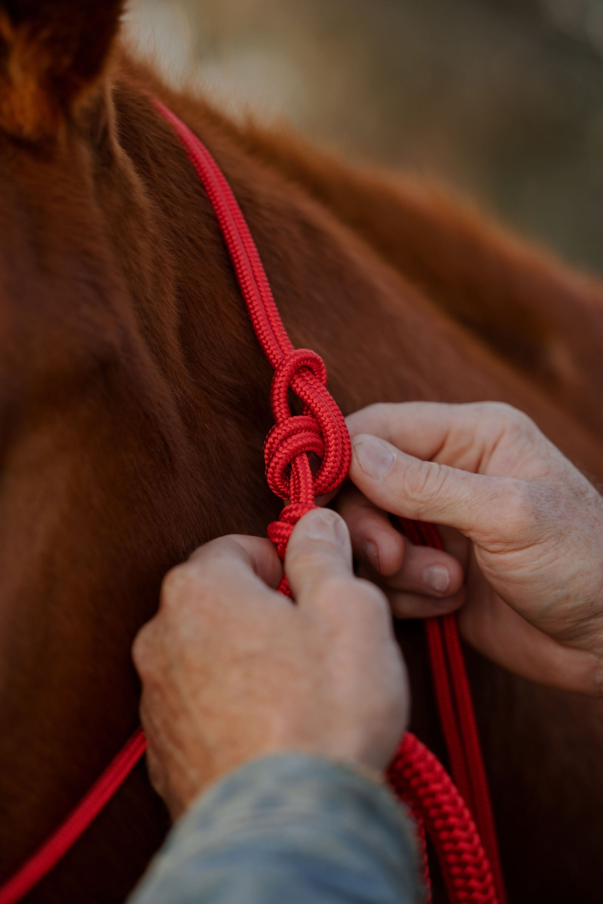 Andrea Equine Clinician 4 Knot Halter and 14ft Lead Set - 10 Colors!