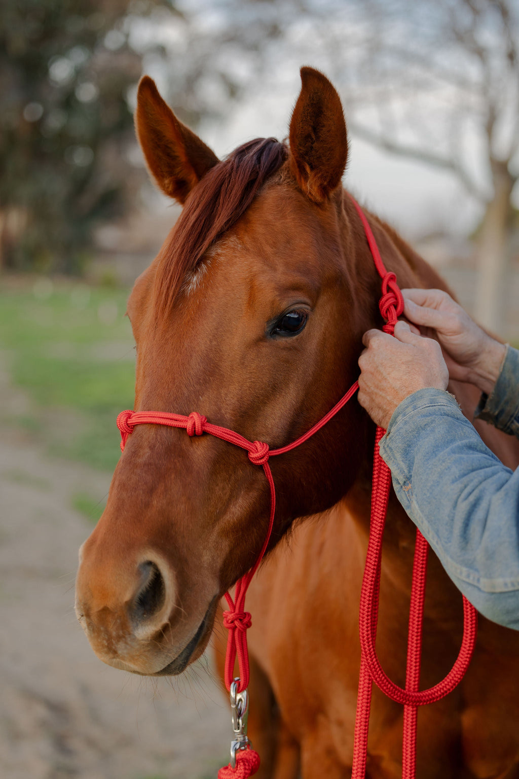 Andrea Equine Clinician 4 Knot Halter and 14ft Lead Set - 10 Colors!