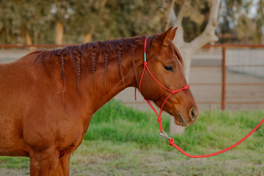 Andrea Equine Clinician 4 Knot Halter and 14ft Lead Set - 10 Colors!