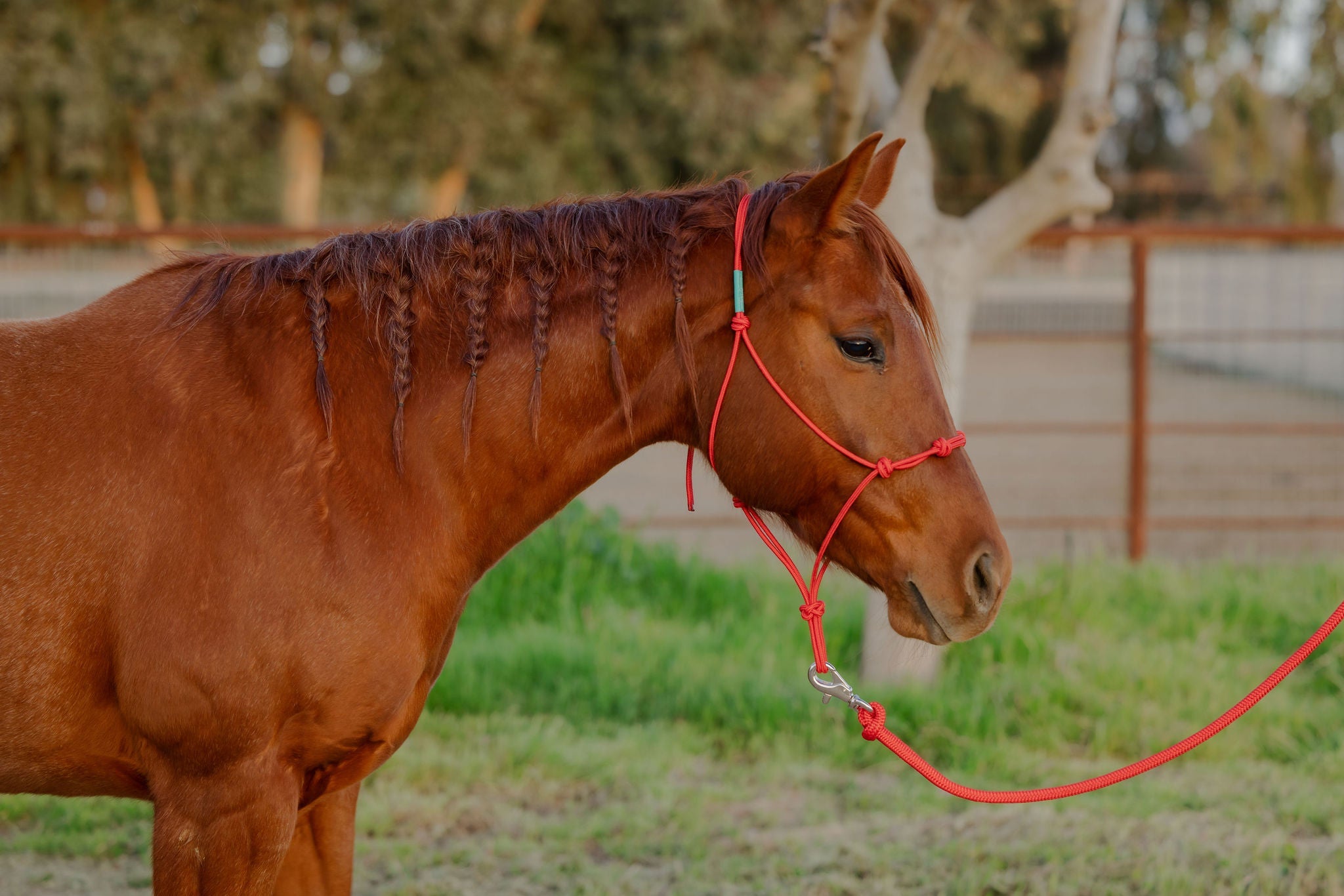 Andrea Equine Clinician 4 Knot Halter and 14ft Lead Set - 10 Colors!