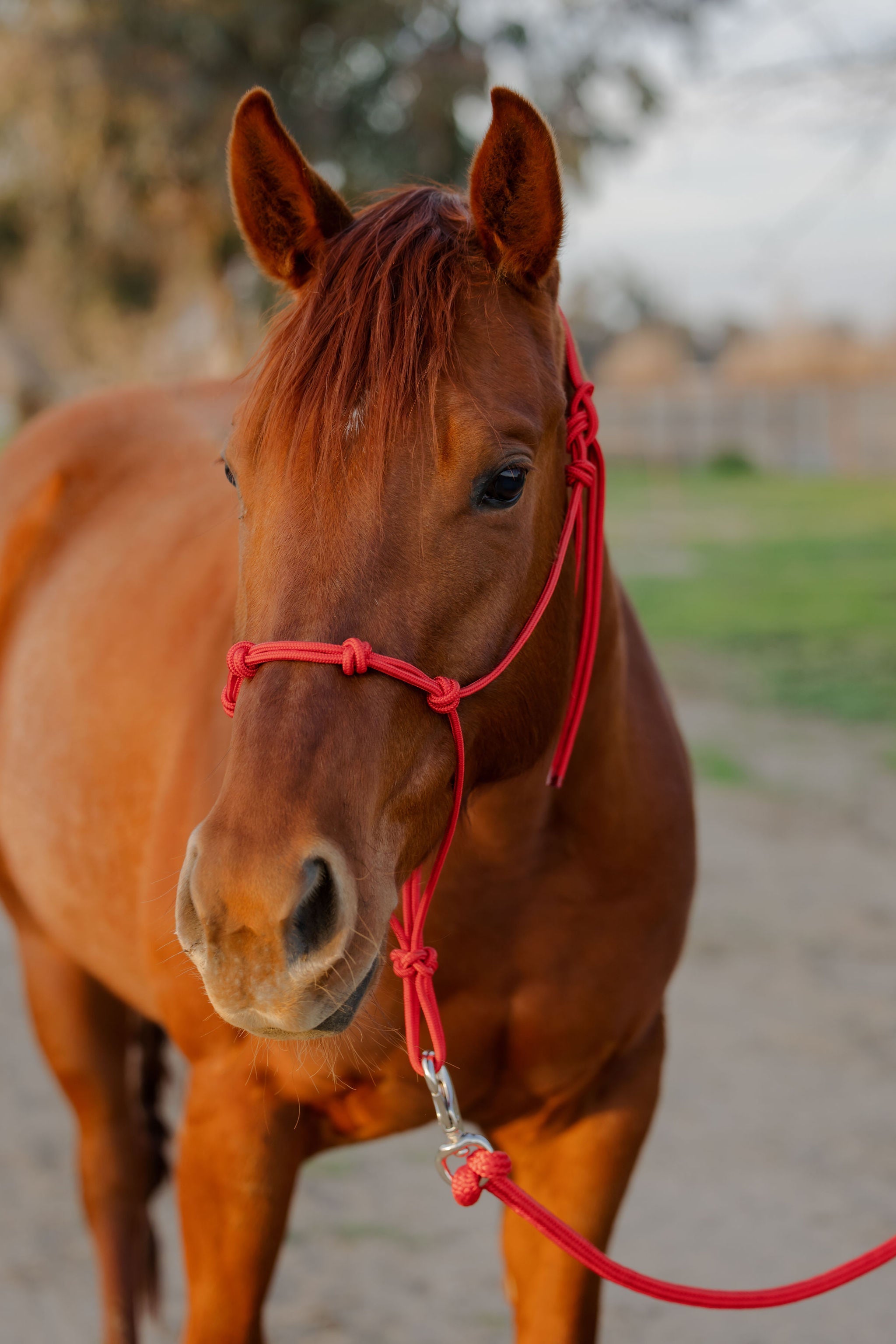 Andrea Equine Clinician 4 Knot Halter and 14ft Lead Set - 10 Colors!