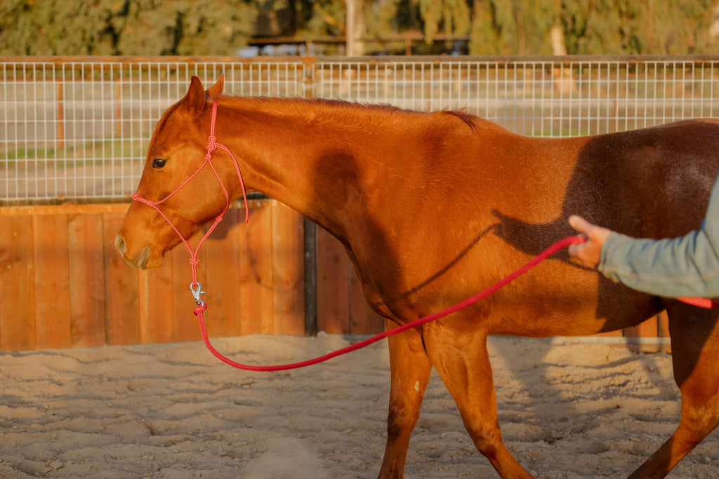 Andrea Equine Clinician 4 Knot Halter and 14ft Lead Set - 10 Colors!