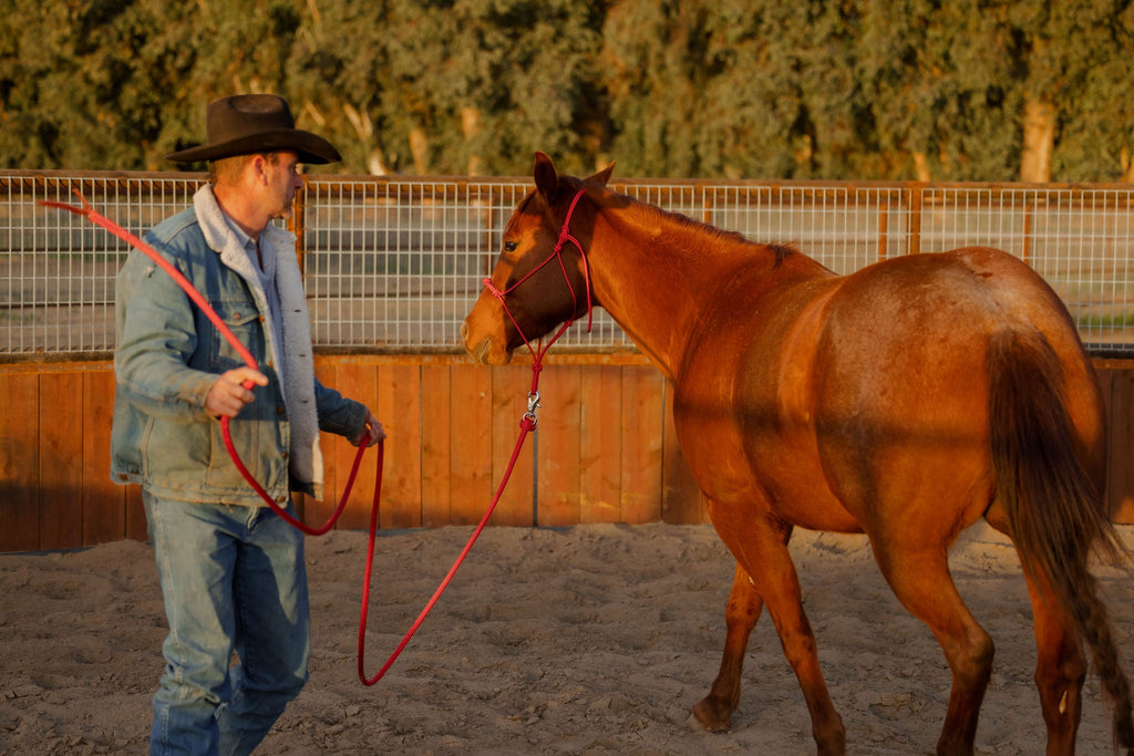 Andrea Equine Clinician 4 Knot Halter and 14ft Lead Set - 10 Colors!
