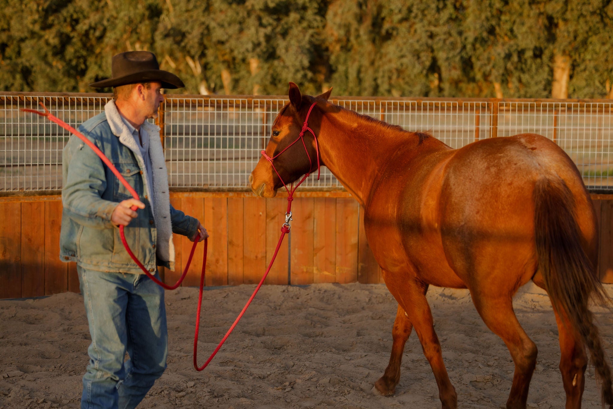 Andrea Equine Clinician 4 Knot Halter and 14ft Lead Set - 10 Colors!