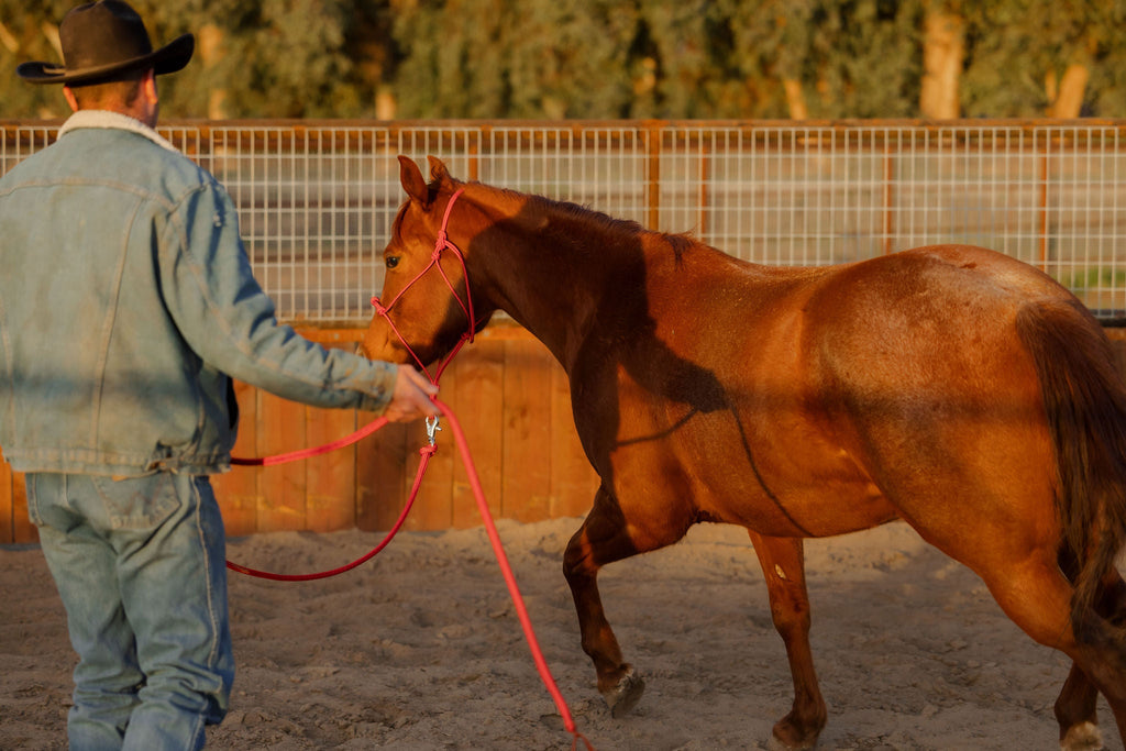 Andrea Equine Clinician 4 Knot Halter and 14ft Lead Set - 10 Colors!