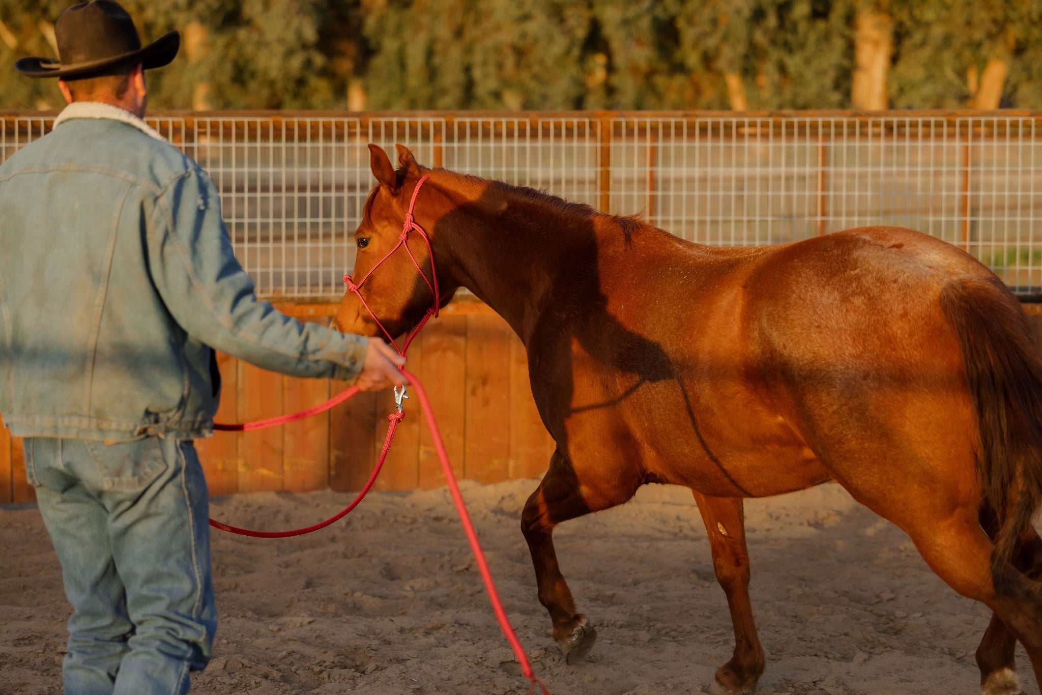 Andrea Equine Clinician 4 Knot Halter and 14ft Lead Set - 10 Colors!