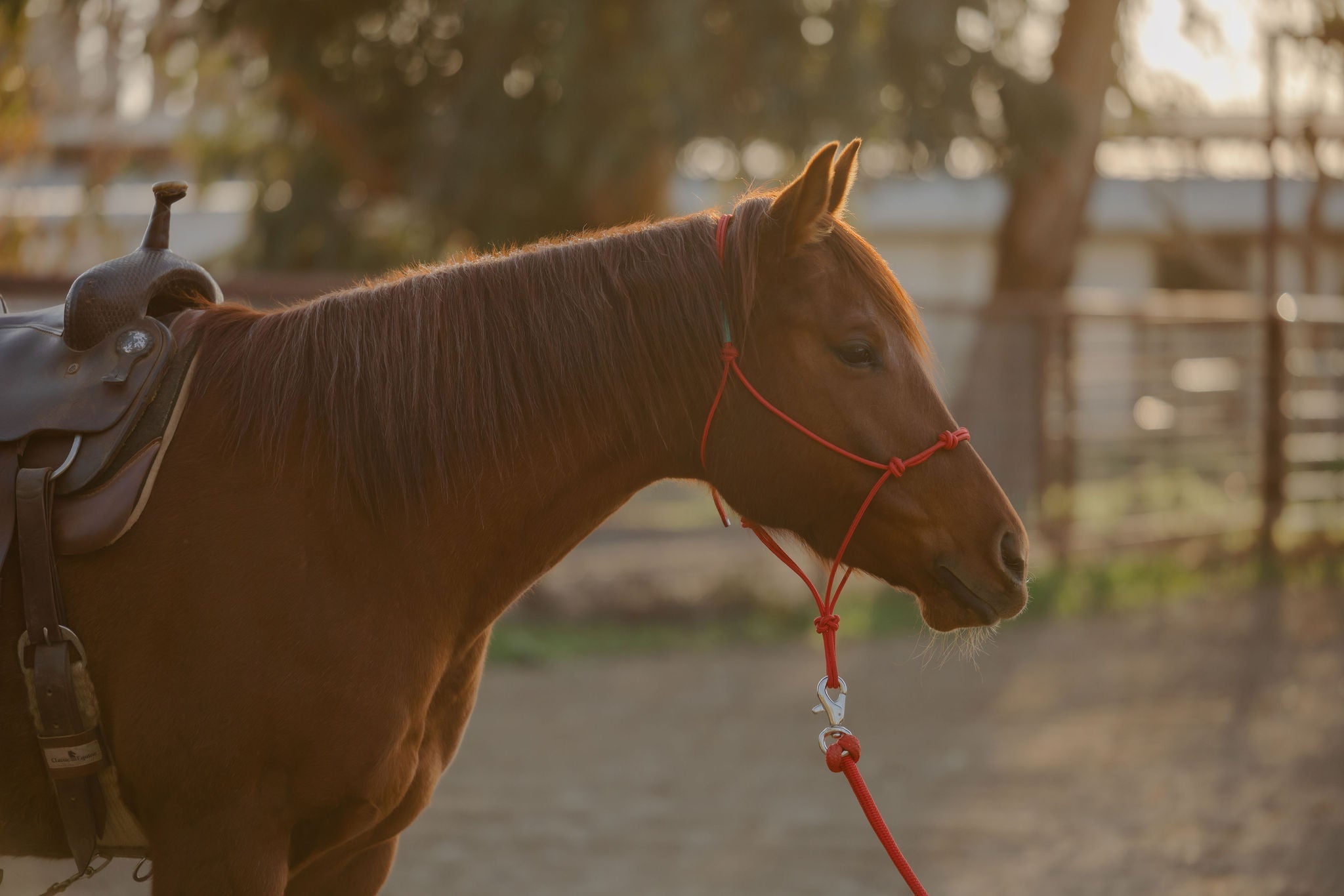 Andrea Equine Clinician 4 Knot Halter and 14ft Lead Set - 10 Colors!