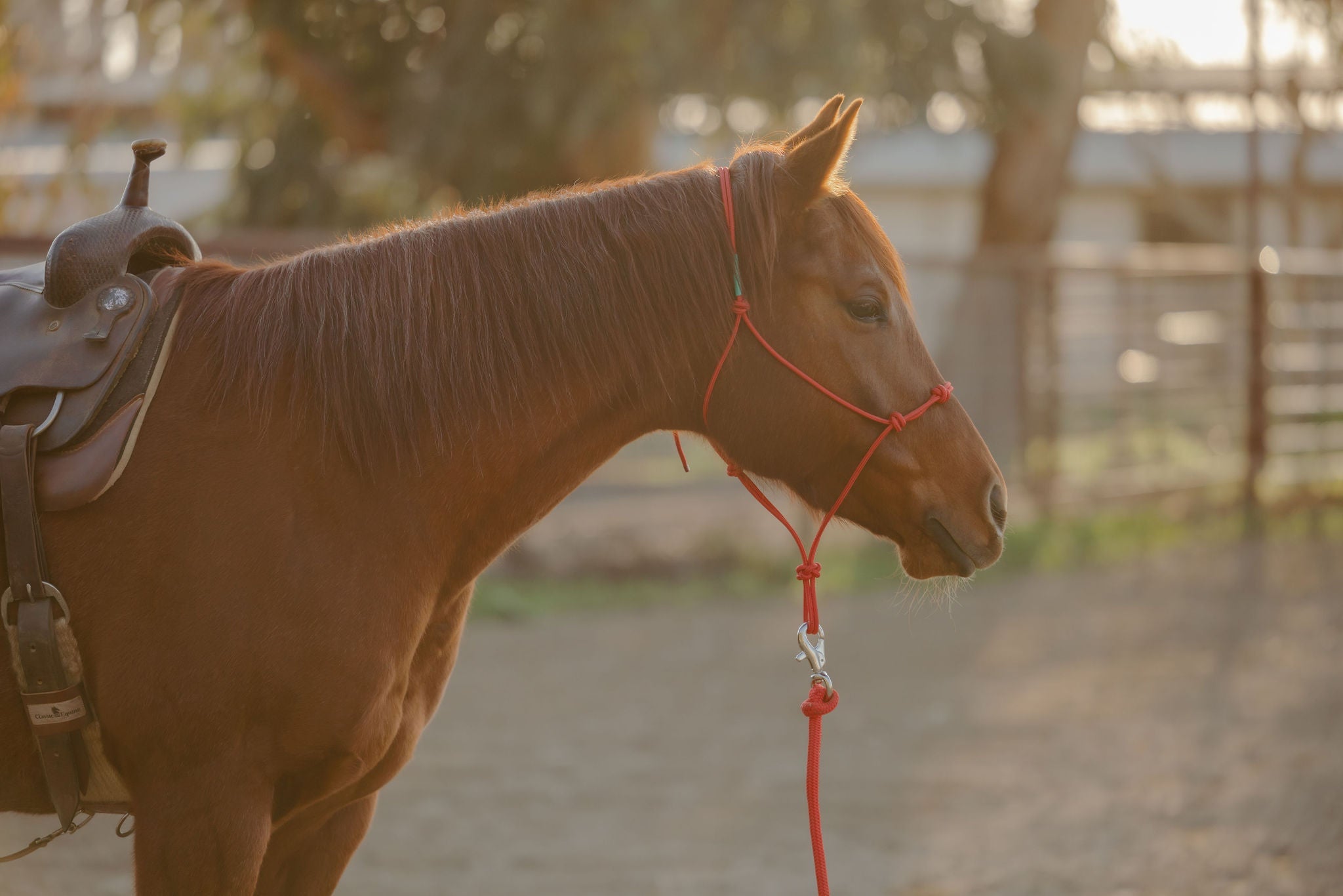 Andrea Equine Clinician 4 Knot Halter and 14ft Lead Set - 10 Colors!
