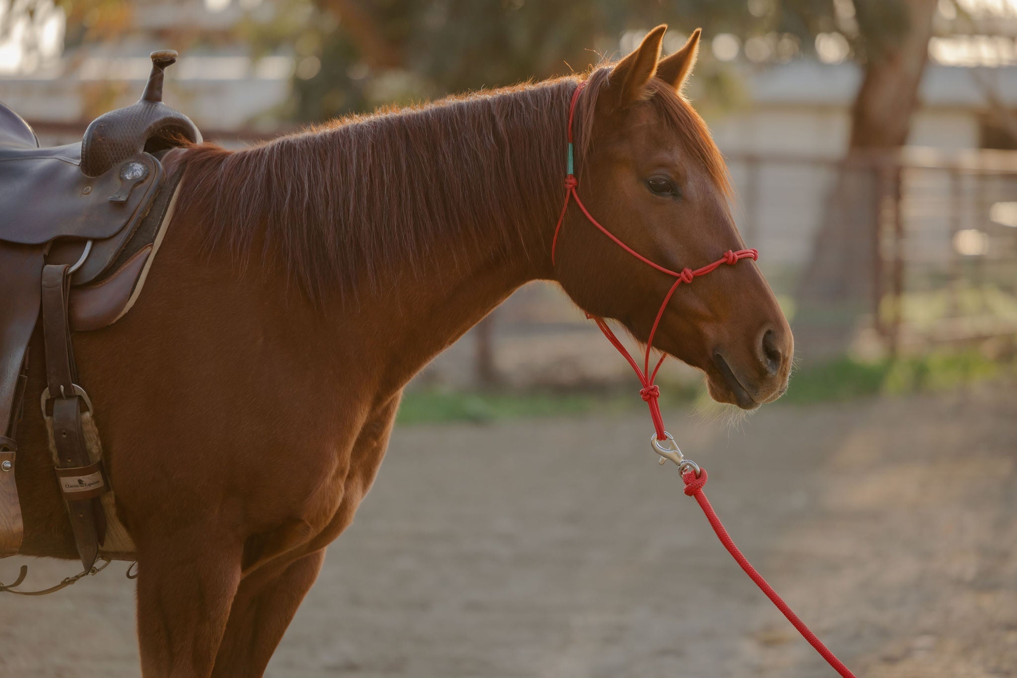 Andrea Equine Clinician 4 Knot Halter and 14ft Lead Set - 10 Colors!