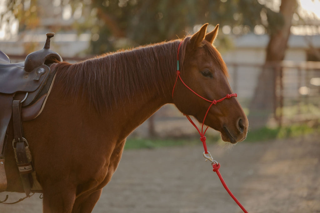 Andrea Equine Clinician 4 Knot Halter and 14ft Lead Set - 10 Colors!