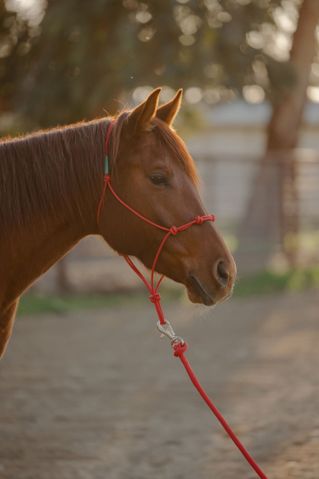 Andrea Equine Clinician 4 Knot Halter and 14ft Lead Set - 10 Colors!