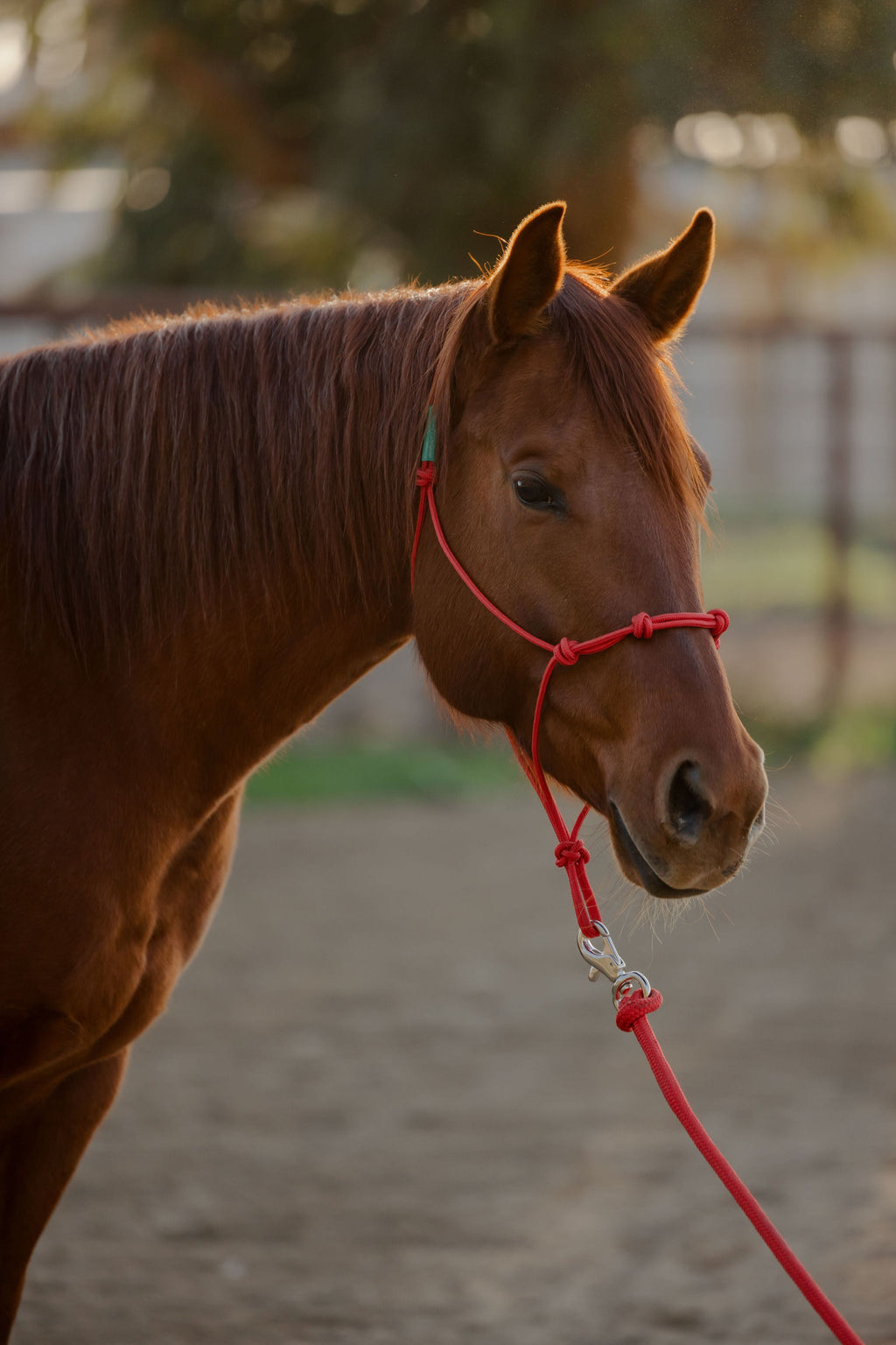 Andrea Equine Clinician 4 Knot Halter and 14ft Lead Set - 10 Colors!