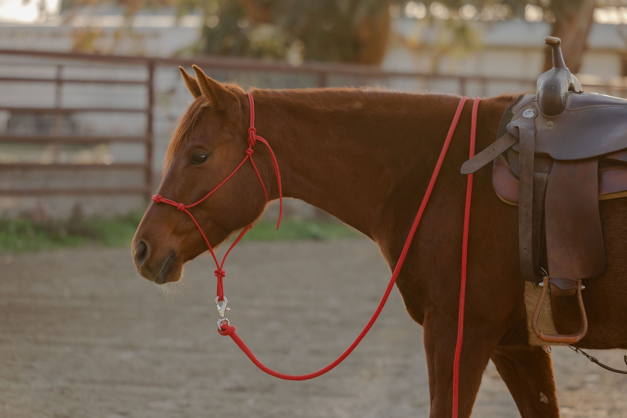 Andrea Equine Clinician 4 Knot Halter and 14ft Lead Set - 10 Colors!
