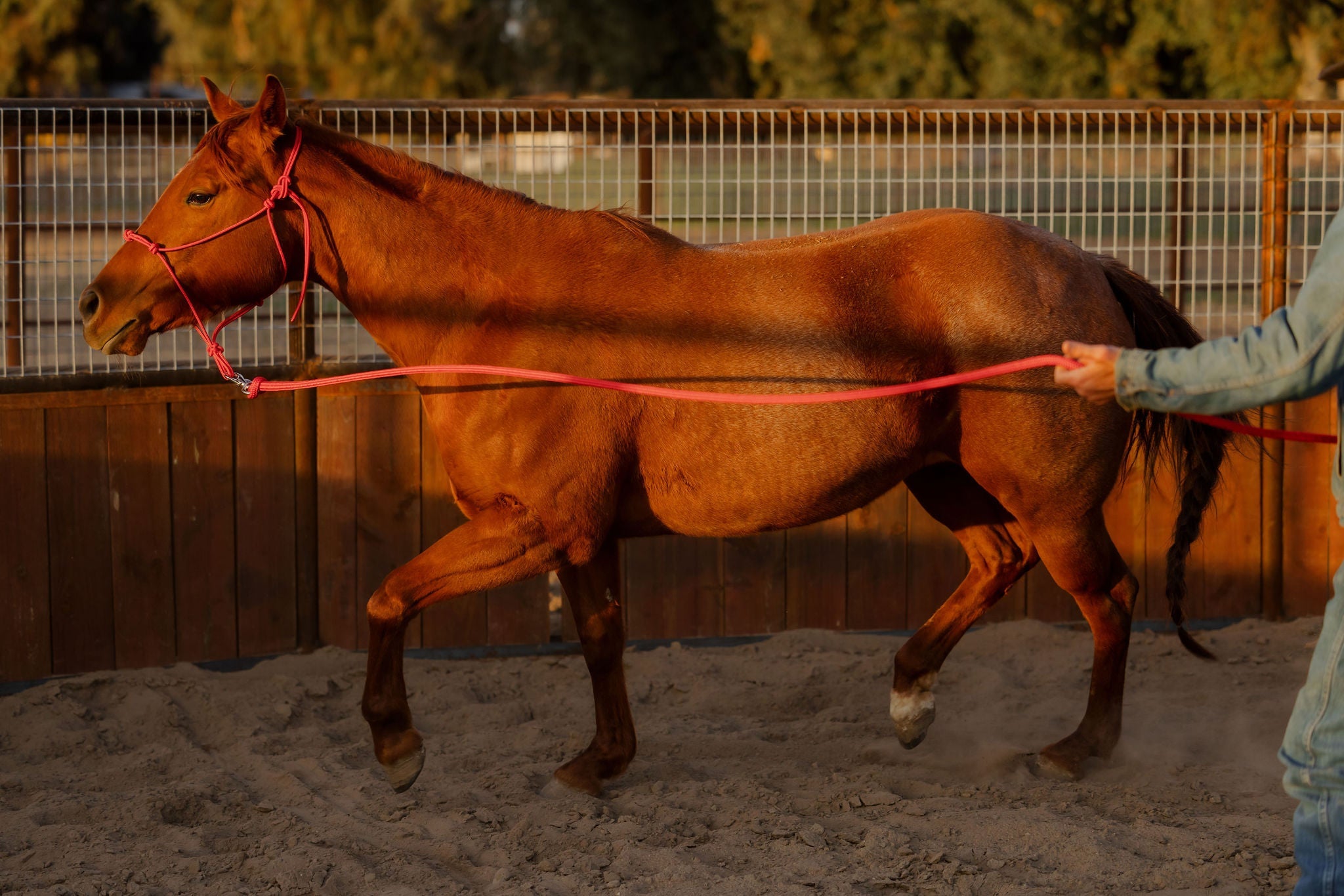 Andrea Equine Clinician 4 Knot Halter and 14ft Lead Set - 10 Colors!