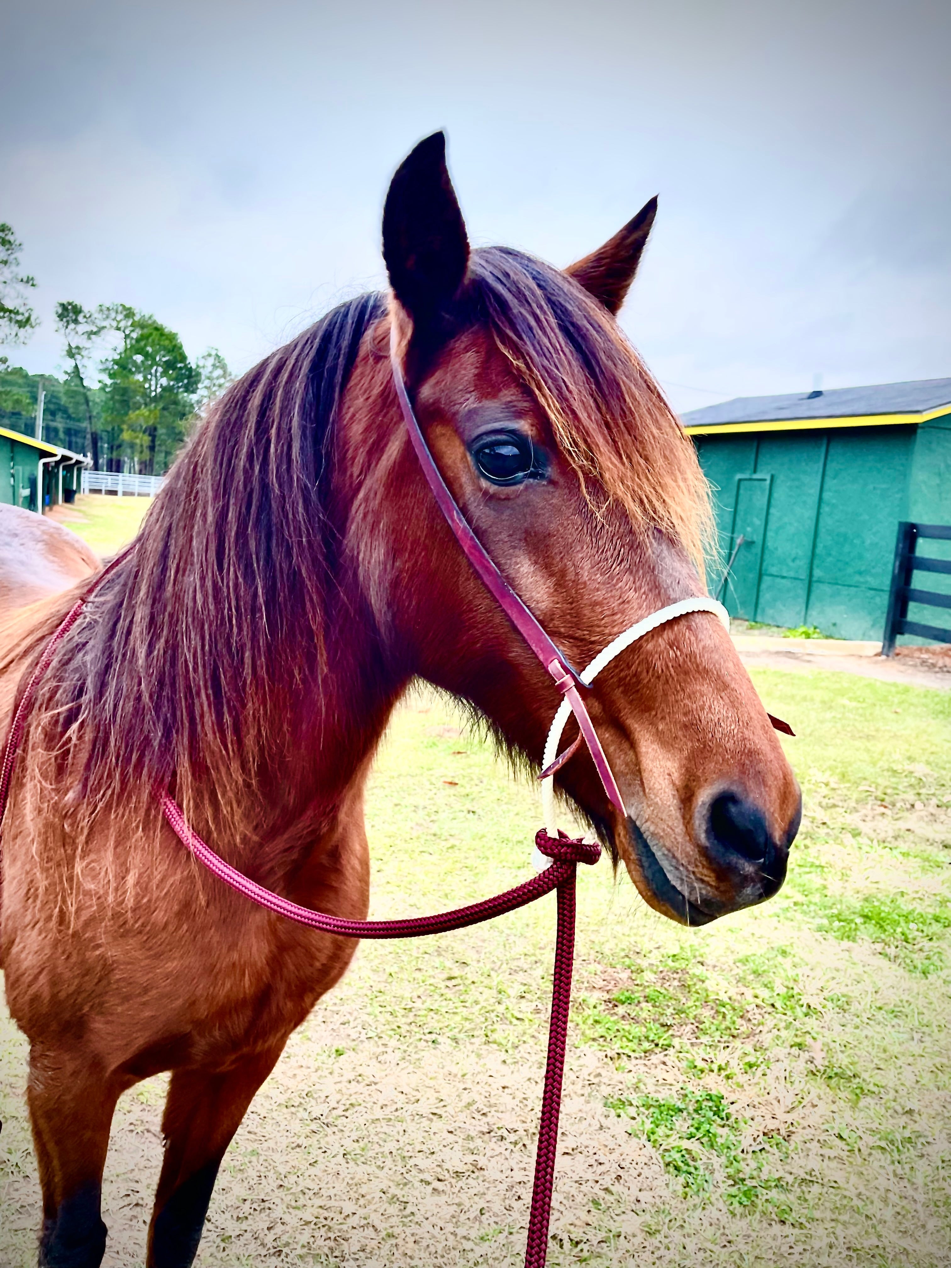 Andrea Equine Loping Hackamore: Turquoise or Natural Colored