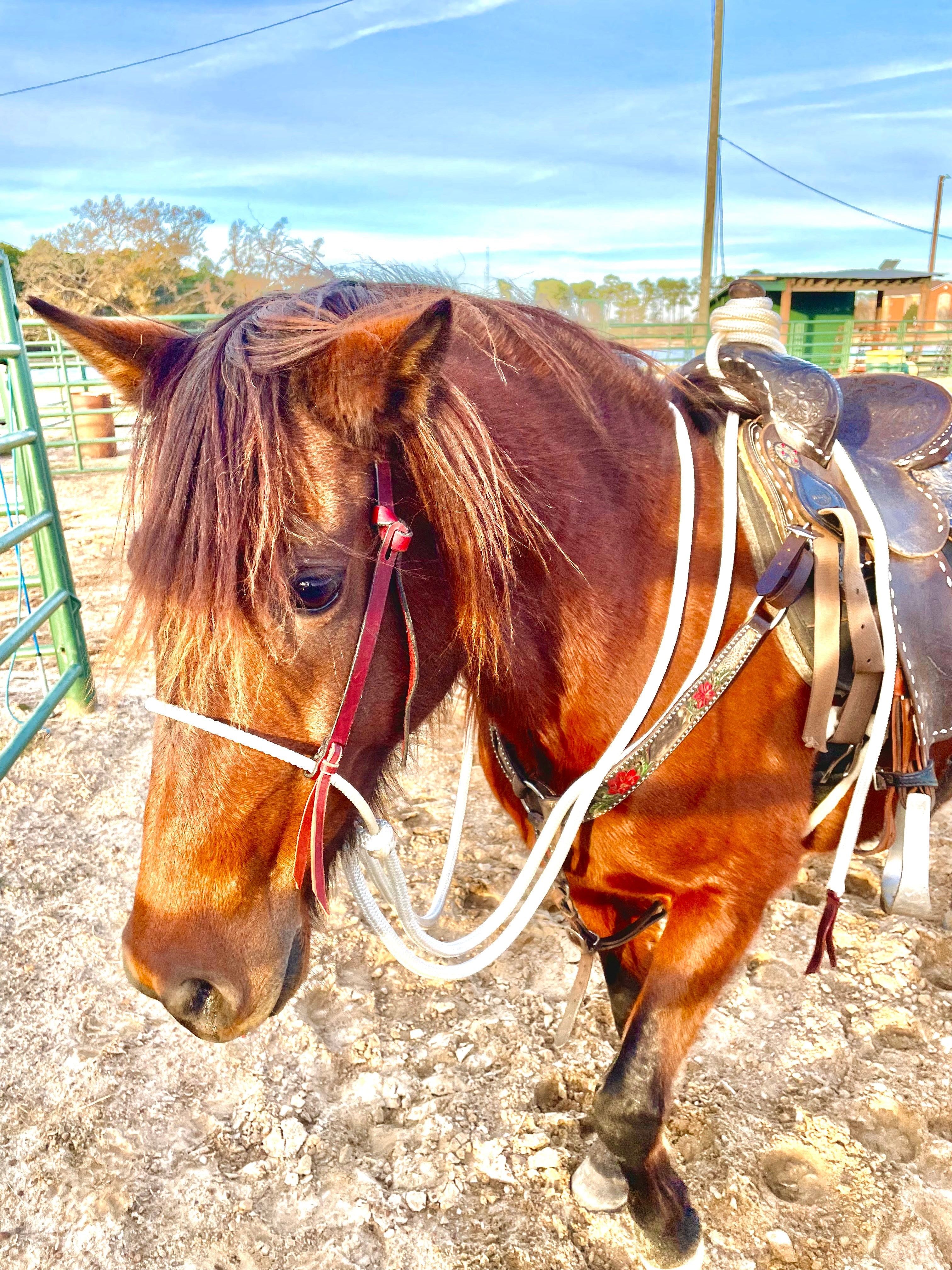 Andrea Equine Loping Hackamore: Turquoise or Natural Colored