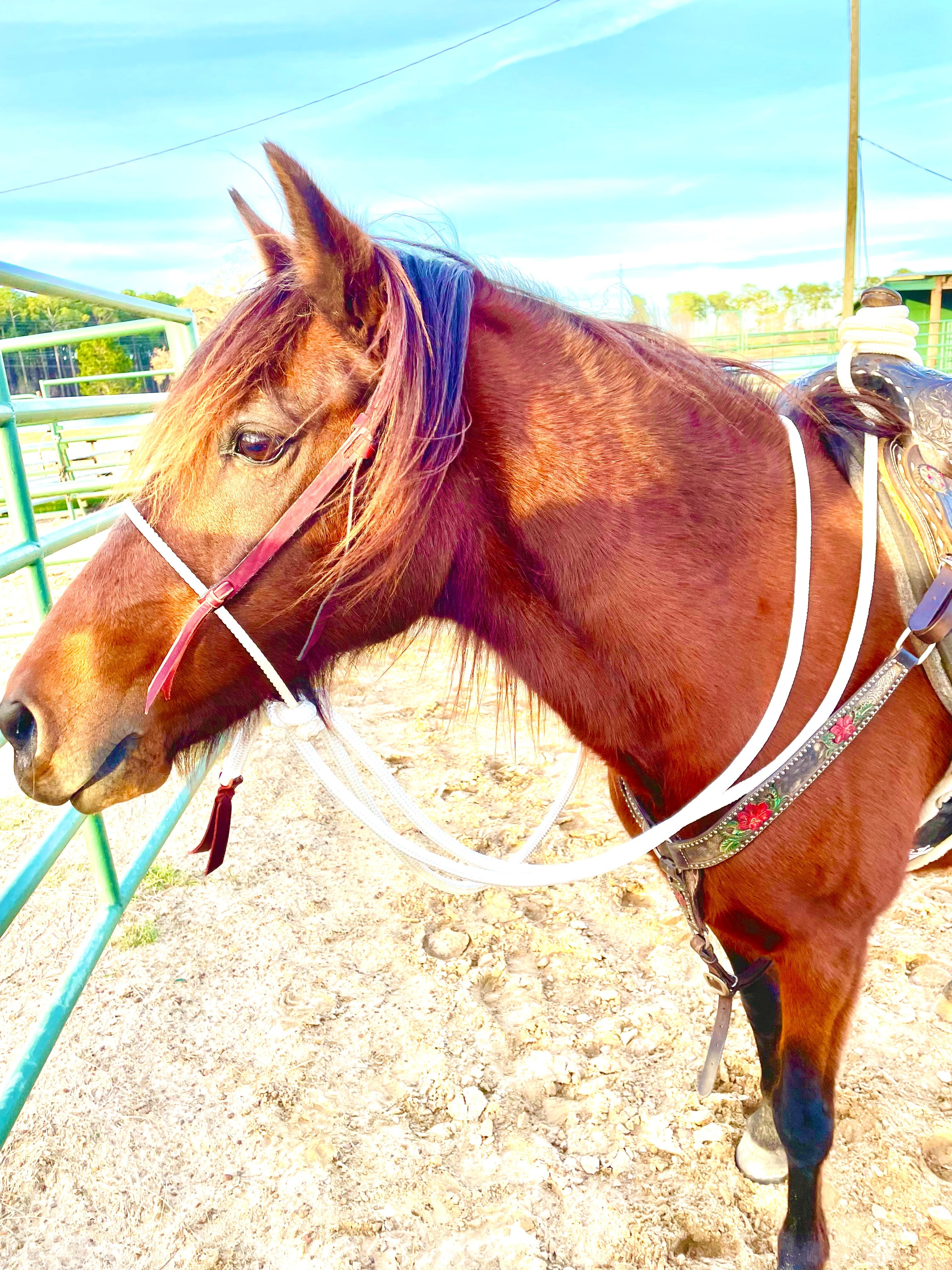 Andrea Equine Loping Hackamore: Turquoise or Natural Colored