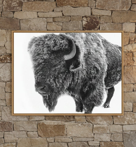 Bison in Snow Black and White by Amy Peterson Framed Canvas Wall Art Print