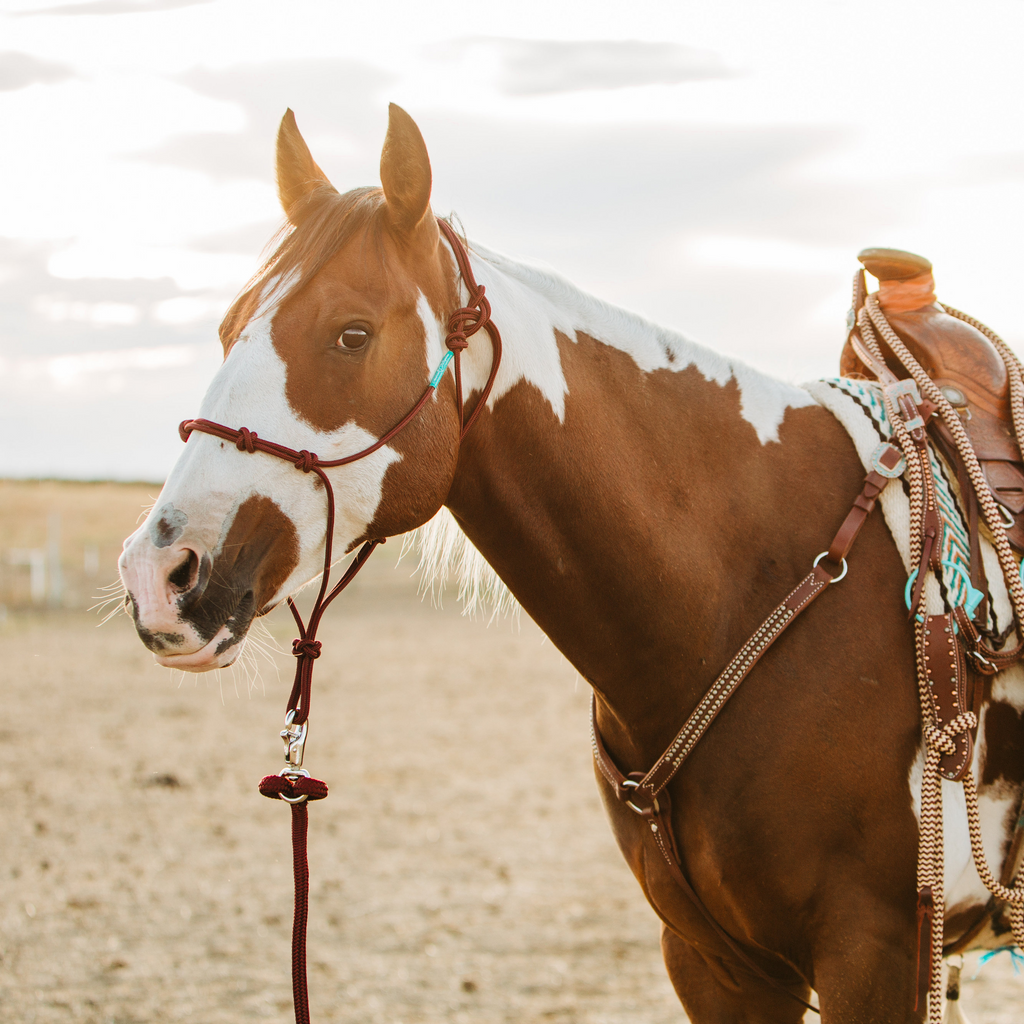 Stiff 4 Knot Clinician Training Halter - 10 Colors!