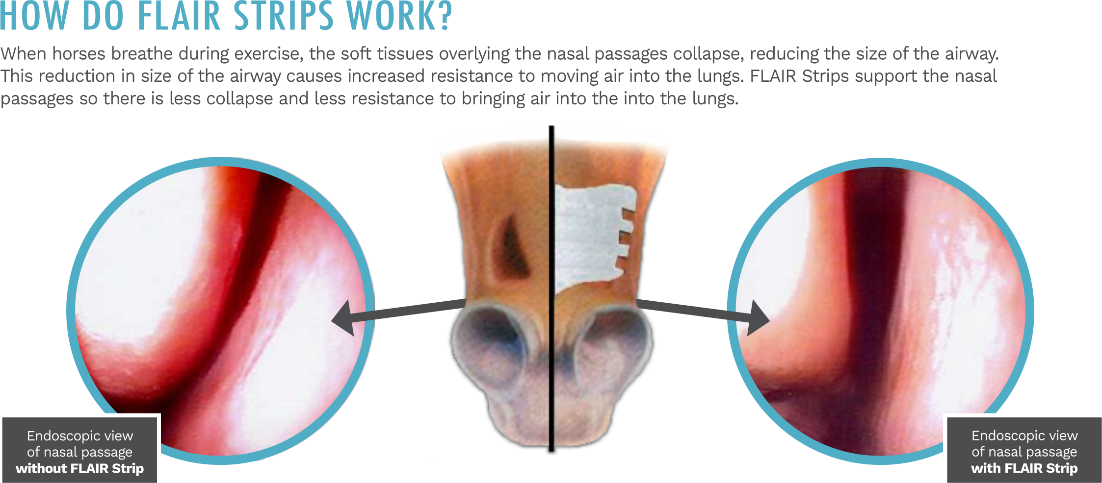 Achieve Equine Flair Nasal Strip Single Pack - Cow Print