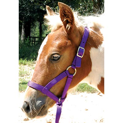 Jeffers Nylon "Grow With Me" Weanling Horse Halter, 3/4"W - Multi Colors