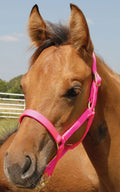 Jeffers Nylon Foal & Pony Halter - Multiple Colors