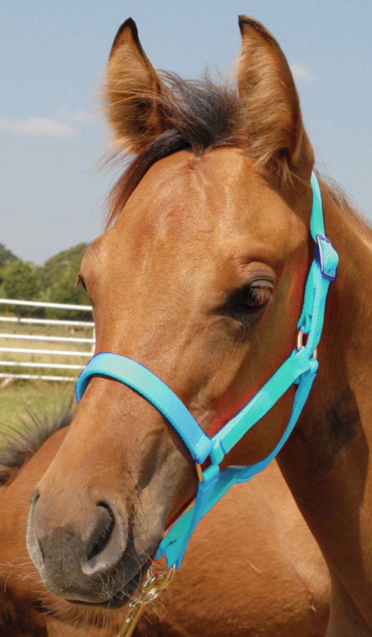 Jeffers Nylon Foal & Pony Halter - Multiple Colors