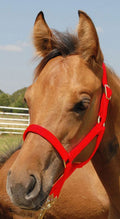 Jeffers Nylon Foal & Pony Halter - Multiple Colors