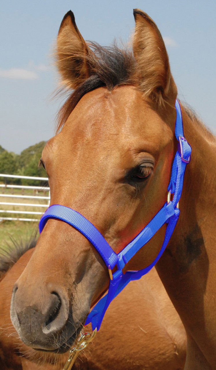 Jeffers Nylon Foal & Pony Halter - Multiple Colors