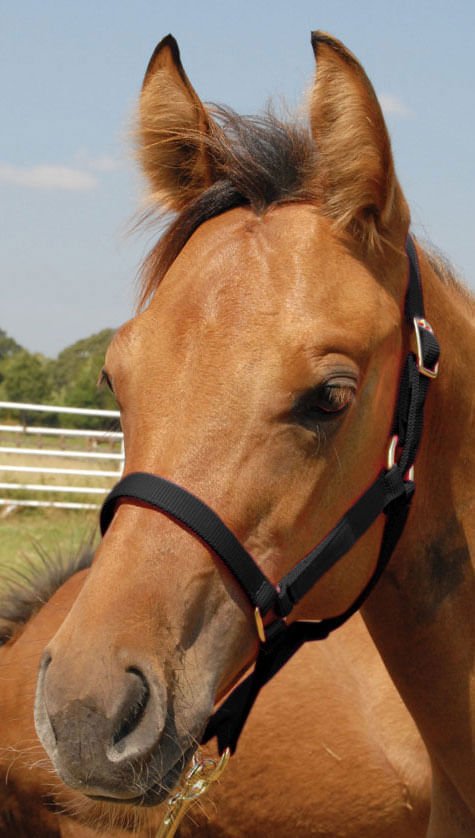 Jeffers Nylon Foal & Pony Halter - Multiple Colors
