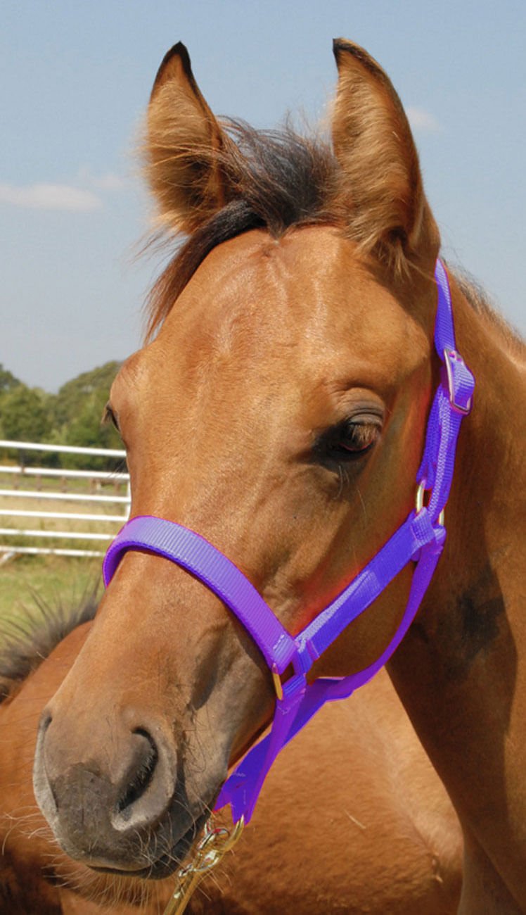 Jeffers Nylon Foal & Pony Halter - Multiple Colors