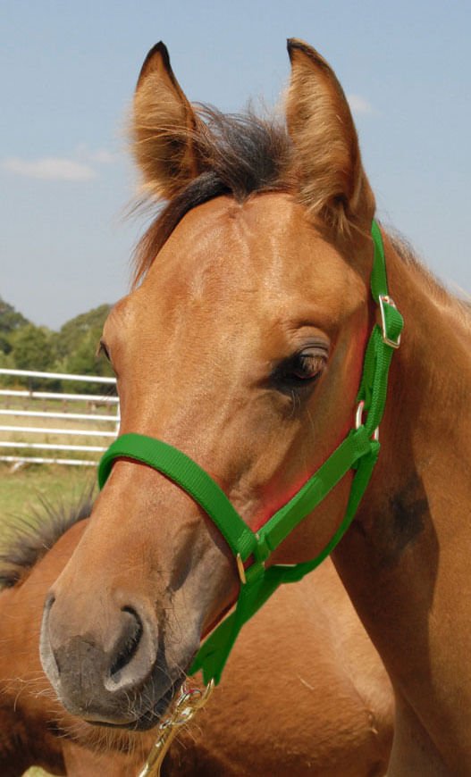 Jeffers Nylon Foal & Pony Halter - Multiple Colors