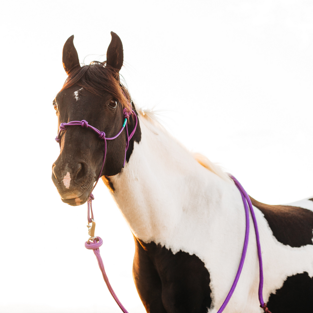 Andrea Equine 14 Ft Clinician Weighted Lead Rope w/ Snap