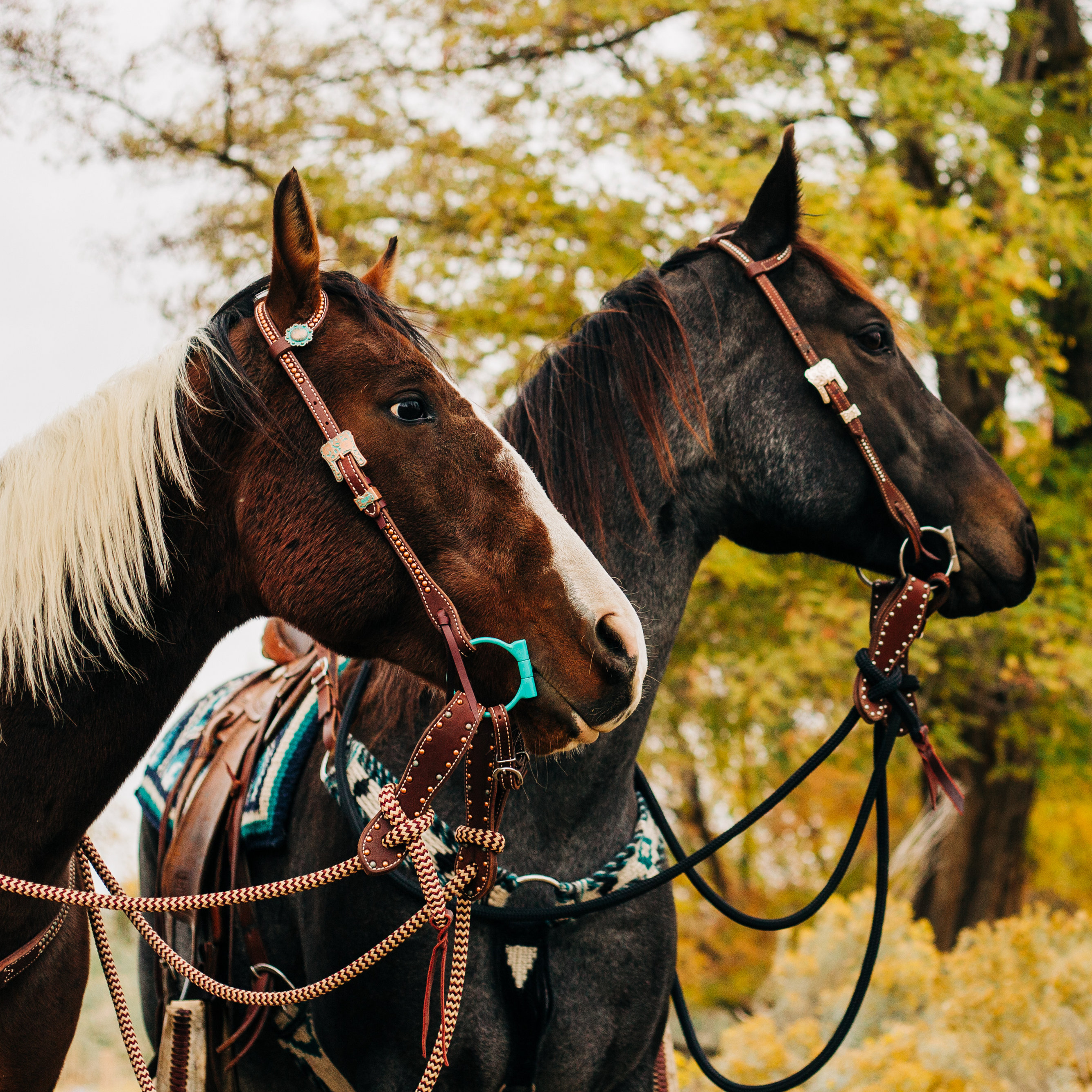 22 Ft Clinician Mecate Reins - 17 Colors!
