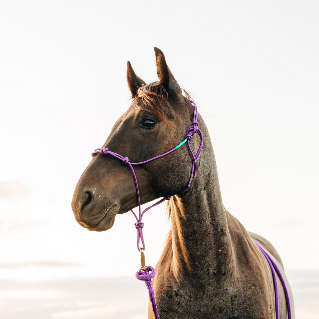Stiff 4 Knot Clinician Training Halter - 10 Colors!