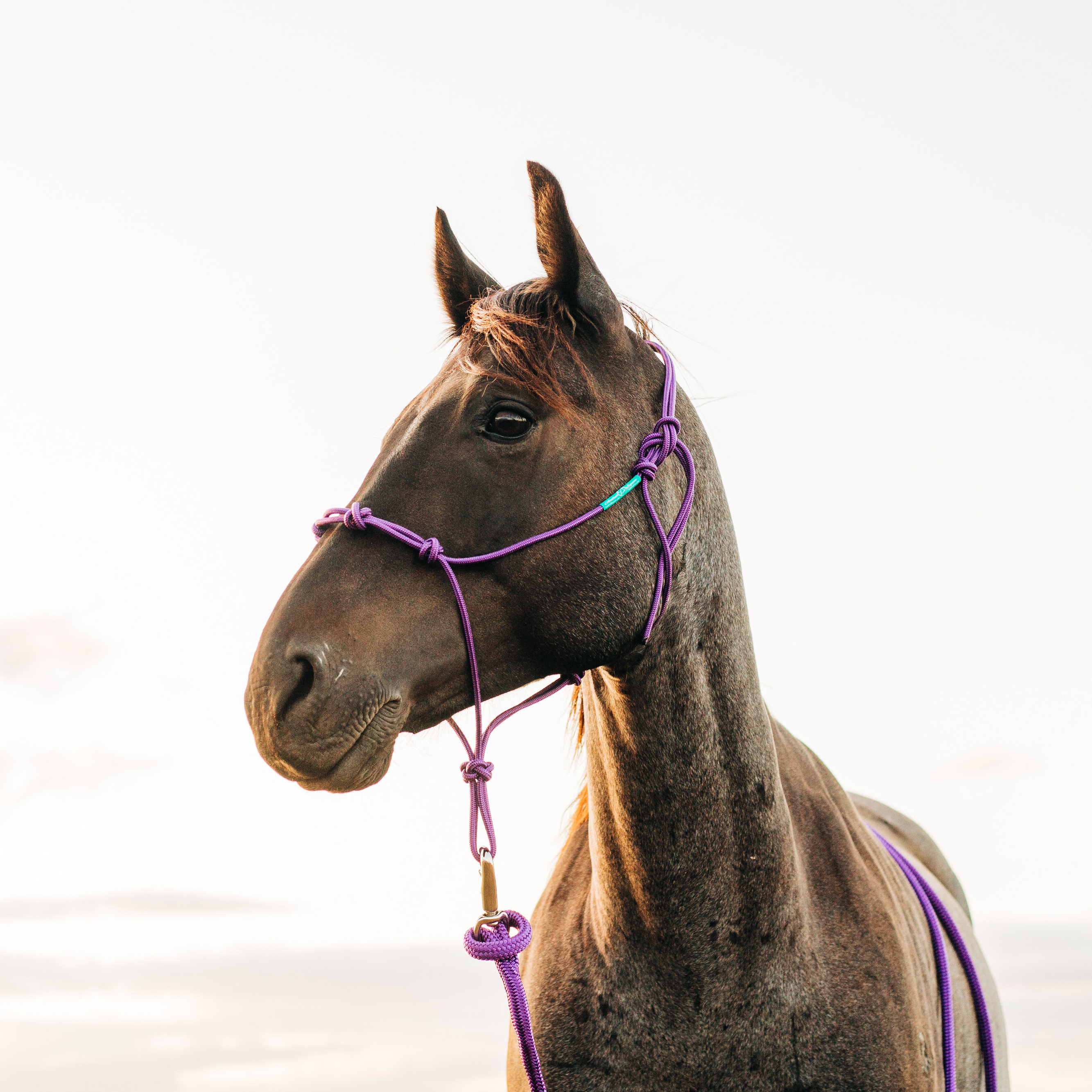 Stiff 4 Knot Clinician Training Halter - 10 Colors!