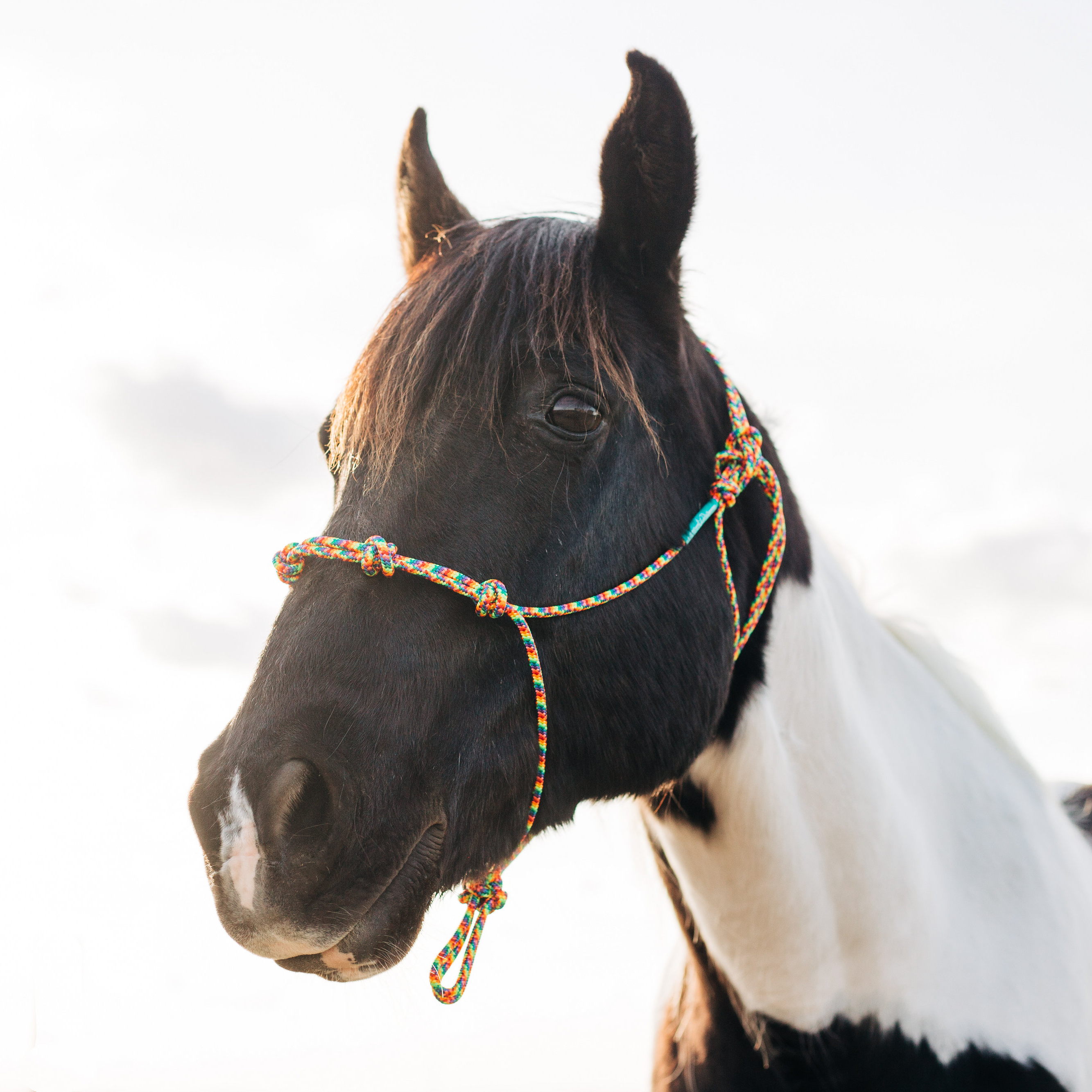 Stiff 4 Knot Clinician Training Halter - 10 Colors!