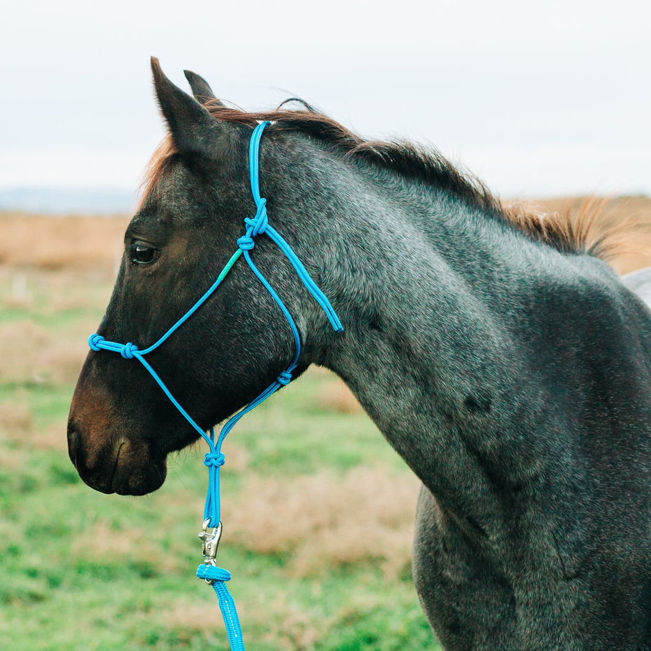 Stiff 4 Knot Clinician Training Halter - 10 Colors!